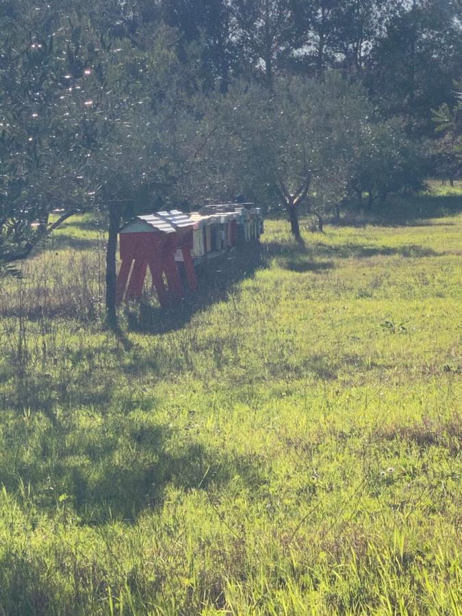 Agriturismo Le Biricoccole Vada Εξωτερικό φωτογραφία